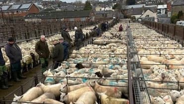 Market report: Busy trade in lambs and ewes at Knighton