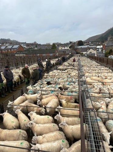 Market report: Busy trade in lambs and ewes at Knighton