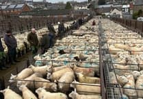 Lambs and ewes see buoyant prices at Knighton