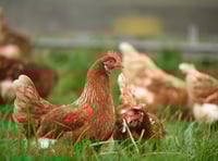RSPCA welcomes consultation on caged hens