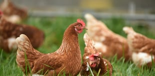 RSPCA welcomes consultation on caged hens