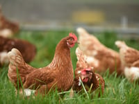 RSPCA welcomes consultation on caged hens