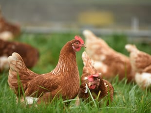 RSPCA welcomes consultation on caged hens