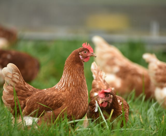 RSPCA welcomes consultation on caged hens