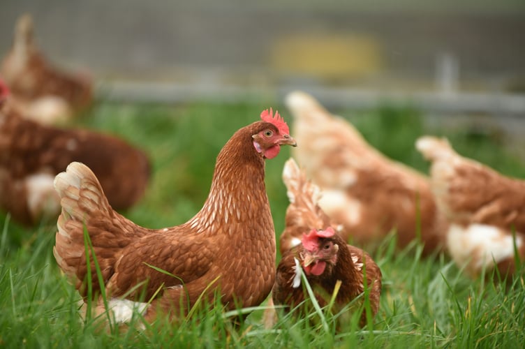 The RSPCA has welcomed a UK-wide consultation aimed at phasing out cages for laying hens and creating a cage-free future for farmed birds