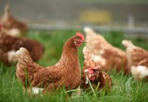RSPCA Cymru welcomes ‘huge step’ as caged hen consultation launched