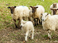 Sheep farmers to gather at Llanelwedd for NSA Wales meeting