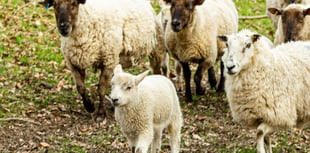 Sheep farmers to gather at Llanelwedd for NSA Wales meeting