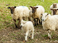Sheep farmers to gather at Llanelwedd for NSA Wales meeting