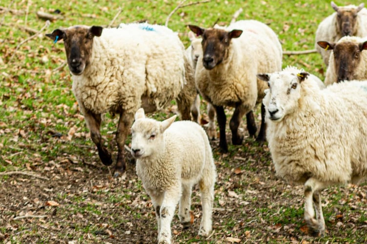 Sheep producers across Wales will meet at Llanelwedd on February 9 for the NSA Wales annual meeting and industry updates