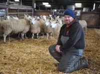 Clover cuts costs and boosts lambs on Powys farm