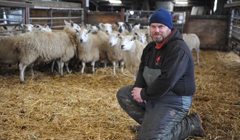 Clover cuts costs and boosts lambs on Powys farm