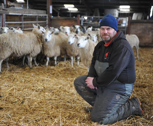 Clover cuts costs and boosts lambs on Powys farm
