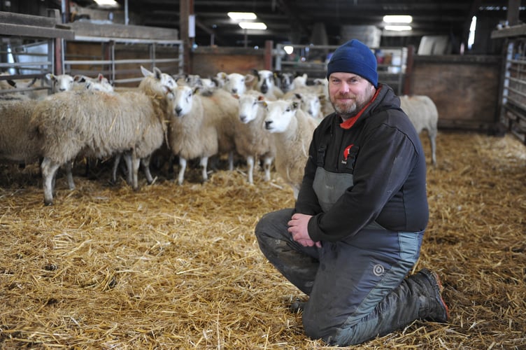 Farmer Chris Davies pictured with pregnant ewes