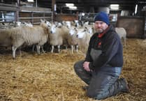 Powys farm cuts feed costs and boosts lamb growth with clover