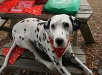 Dog owners across Wales raising money for Air Ambulance