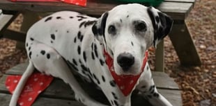 Dog owners across Wales raising money for Air Ambulance