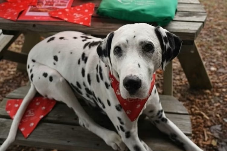 Hamish is giving HeliPaws a go this month