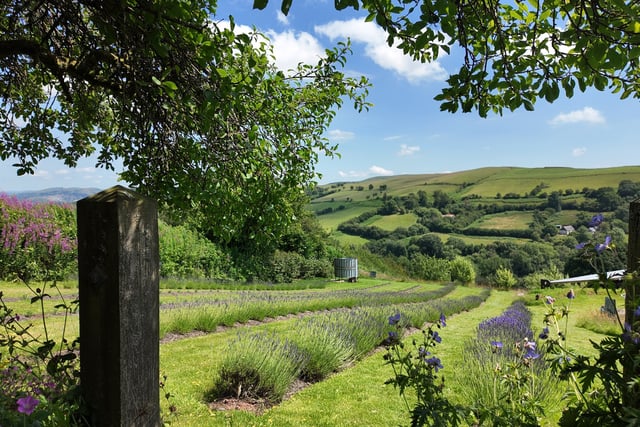 Builth Wells lavender farm featured on new meditative series