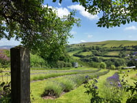 Builth Wells lavender farm featured on new meditative series