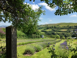 Builth Wells lavender farm featured on new meditative series