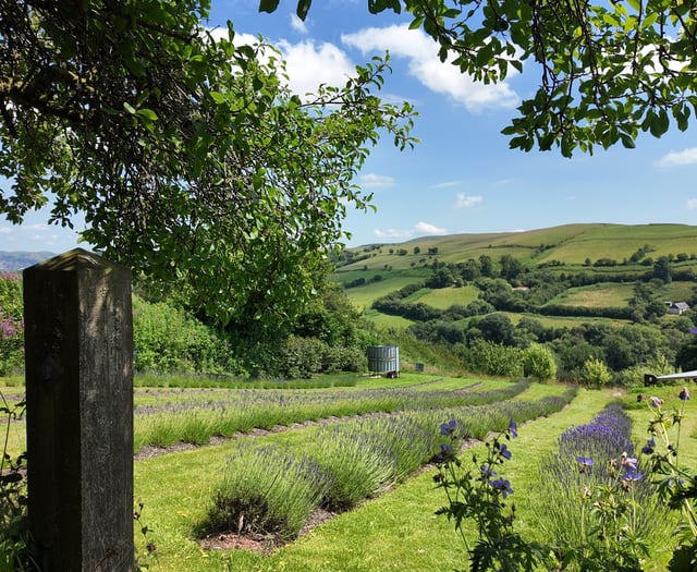Builth Wells lavender farm featured on new meditative series