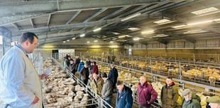 Strong demand lifts lamb trade at Brecon Market