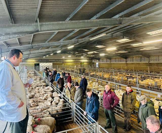 Strong demand lifts lamb trade at Brecon Market