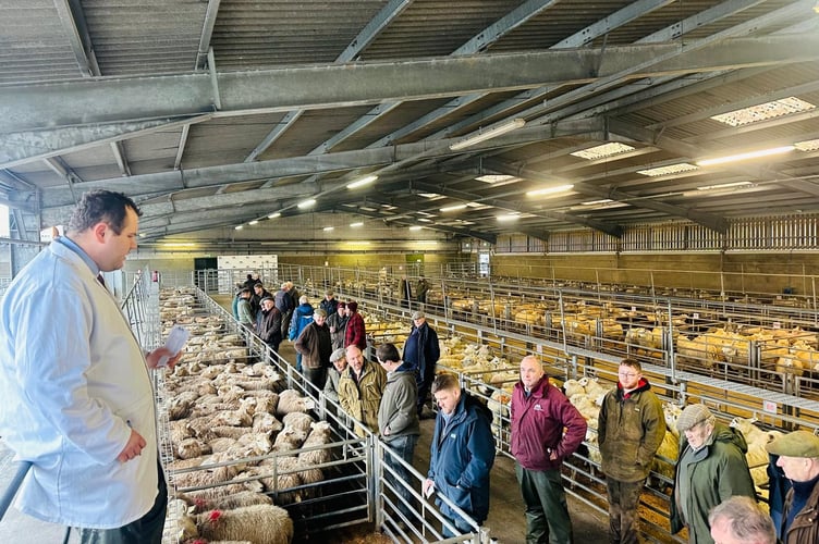 Firm competition helped lift lamb prices at Brecon Market