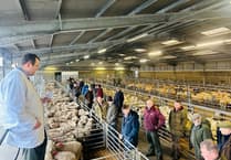 Strong demand lifts lamb trade at Brecon Market