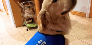 Therapy dog, Vanguard, set for weekly visits to primary school