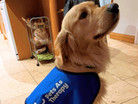 Therapy dog, Vanguard, set for weekly visits to primary school