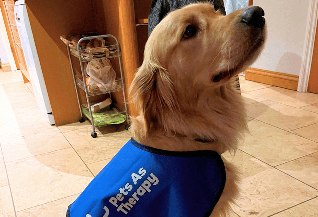 Therapy dog, Vanguard, set for weekly visits to primary school
