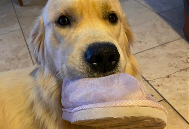 Vanguard Therapy dog Crickhowell