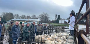 Strong trade at Knighton Market as 720 store sheep sell well
