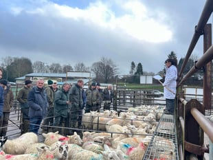 Strong trade at Knighton Market as 720 store sheep sell well