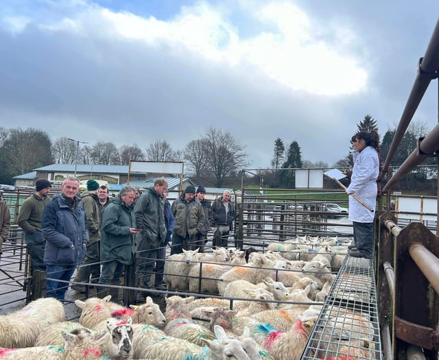 Strong trade at Knighton Market as 720 store sheep sell well