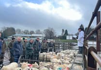 Strong trade at Knighton Market as 720 store sheep sell well