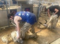 Young farmers offered half-price shearing courses