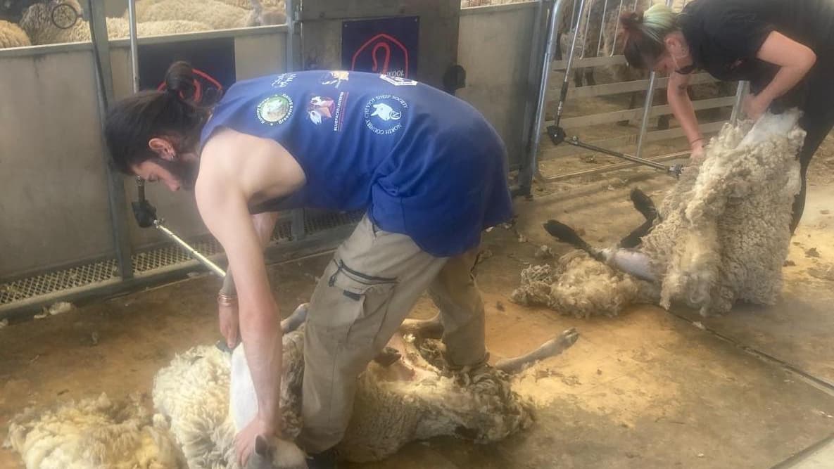 Young farmers offered half-price shearing courses