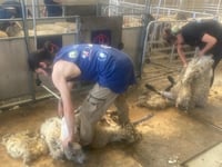 Young farmers offered half-price shearing courses