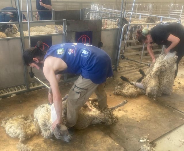 Young farmers offered half-price shearing courses