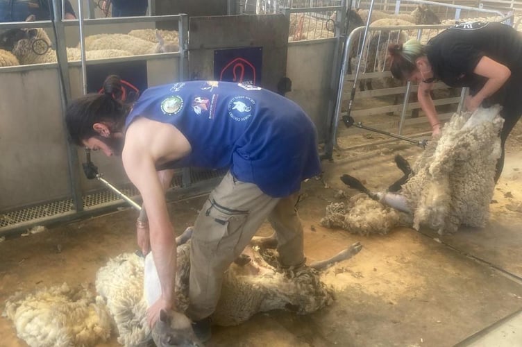 British Wool shearing image