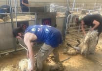 Young farmers offered half-price shearing courses