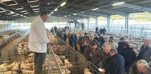 Market report: Brecon kicks off February with strong trade