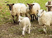 Health warnings issued as lambing season begins across Powys