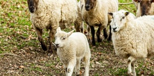 Health warnings issued as lambing season begins across Powys