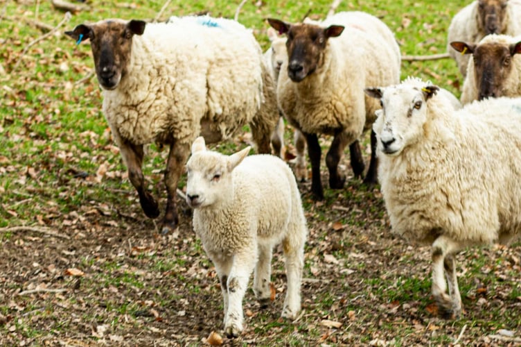Health officials have warned of small but important risks from close contact with lambs and birthing areas during lambing season