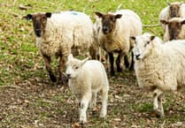 Health warnings issued as lambing season begins across Powys