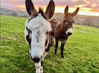 Readers' animal photography